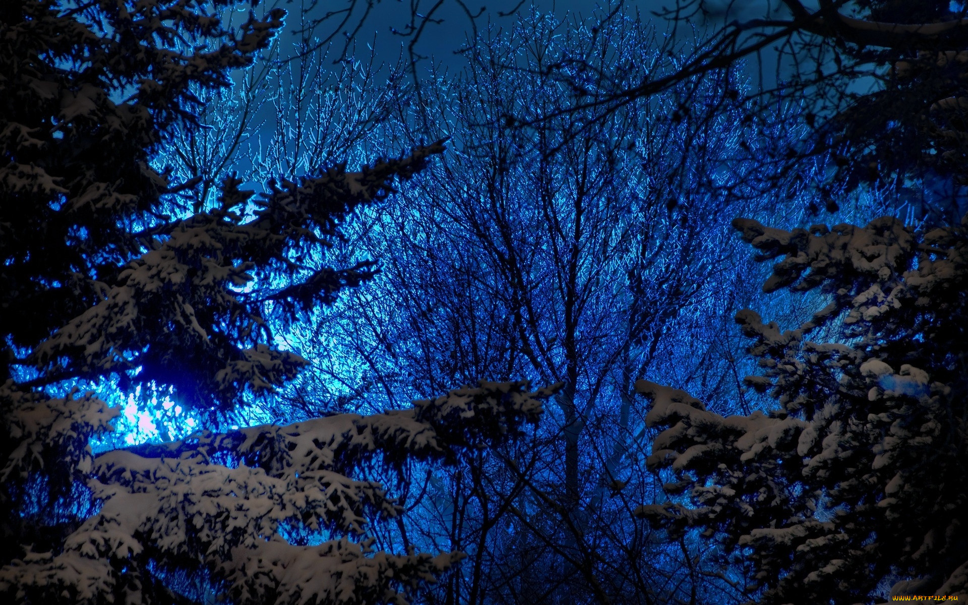 Хвойные сны. Ночной лес. Ночной зимний лес. Зимний лес ночью. «Ночь в лесу».